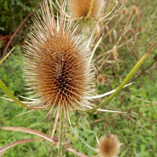 Gartentipps f&uuml;r den M&auml;rz
