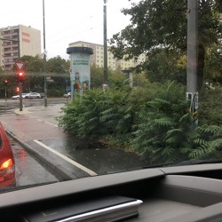 Invasive Pflanzen erkennen und eindämmen