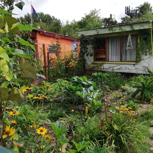 Gem&uuml;seanbau im Garten - Nutzung der Mischkultur
