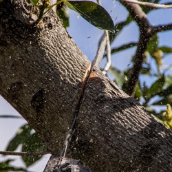 Obstbaumschnitt - Überblick verschiedener Sorten